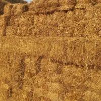 فروش کاه لوبیا کاه شالی|عمده‌فروشی|نکا, |دیوار