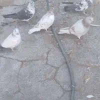 کبوتر|پرنده|آران و بیدگل, |دیوار