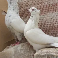 بلندپروازان آسمان|پرنده|مشکین‌دشت, |دیوار