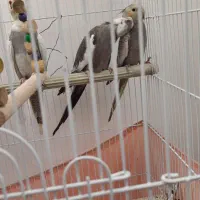 عروس‌‌ هلندی‌.وایت فیس.گل باقالی.ابلغ|پرنده|پاکدشت, پاکدشت (مامازند)|دیوار