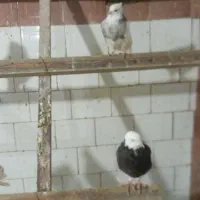 کفتر|پرنده|کبودرآهنگ, |دیوار