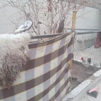 سپاس ازبرنامه دیوار