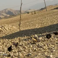 مرغ محلی درشت