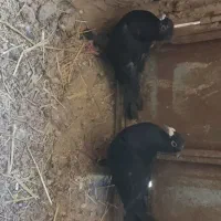 جفت کفتر عالی
