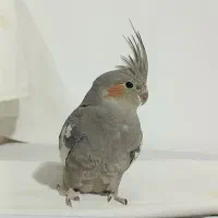 جوجه عروس هلندی بازیگوش و سالم - پاید روشن