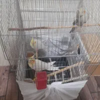 دو عدد عروس دو ماهه به فروش می‌رسد|پرنده|میاندوآب, |دیوار