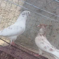 کبوتر|پرنده|زارچ, |دیوار