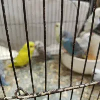 تعدادی جوجه مرغ عشق وقفس