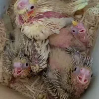 عروس هلندی مولد|پرنده|تبریز, |دیوار