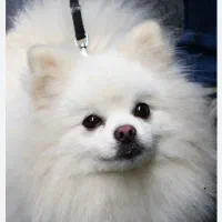 پامرین|سگ|پاکدشت, پاکدشت (مامازند)|دیوار