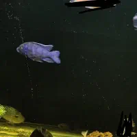 سیچلاید سورم و تگزاس|ماهی|محمدیه-قزوین, |دیوار