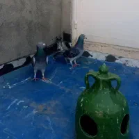 کبوتر مسافتی و پرشی|پرنده|خوی, |دیوار