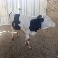 گوساله نر سینمتال