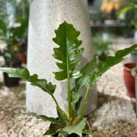 گلخانه شهر سبز|گل و گیاه طبیعی|کازرون, |دیوار