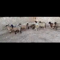 ۱۵ راس برندیل