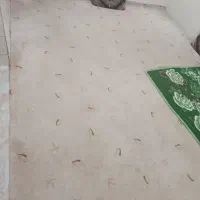 موکت