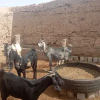 دام|حیوانات مزرعه|سمنان, |دیوار