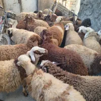 کاور نر وماده داشتی