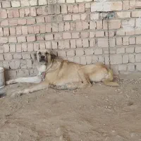 سگ ماده حدوداً پنج ساله