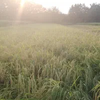 زمین-شالیزاری