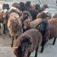 گوسفند ماده|حیوانات مزرعه|کوزران, |دیوار