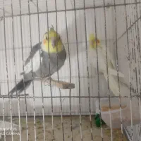 عروس هلندی لوتینو