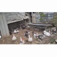 فروش اردک اسرائیلی|حیوانات مزرعه|امیرکلا, |دیوار