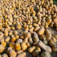 برانی( بال برانی)