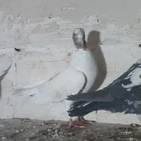 کبوتر|پرنده|تبریز, |دیوار