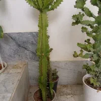 کاکتوس|گل و گیاه طبیعی|شاهرود, |دیوار