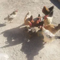 مرغ تخم گذار