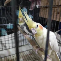 عروس هلندی مولد به شرط