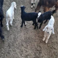 تعداد ۵راس بز  دوقولو  جوان  همراه  ۱۰راس بزغاله|حیوانات مزرعه|شریف‌آباد, |دیوار