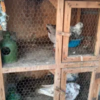 کبوتر|پرنده|بابل, |دیوار