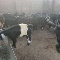 سلام کهره نر پروار چاق|حیوانات مزرعه|سعدآباد, |دیوار