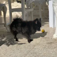 پامرین عروسکی