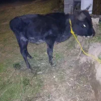 گاو نر دورک|حیوانات مزرعه|سیاهکل, |دیوار