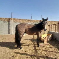 کره اسب نریان