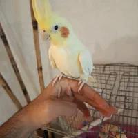 عروس هلندی شاه تخم
