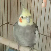 یک جفت عروس هلندی نر وماده مولد