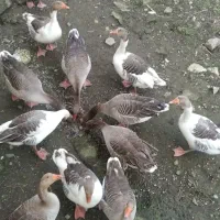 غاز نر|حیوانات مزرعه|رشت, کوی طالقانی|دیوار