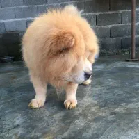 چاوچاو زبان بنفش اصیل ساکت و اجتماعی|سگ|رشت, حمیدیان|دیوار