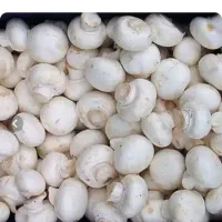 فروش قارچ دکمه‌ای درجه یک ودو
