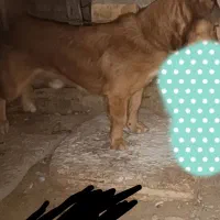 پاپی