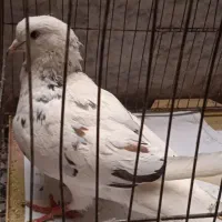 یک عروس هلندی ویک کبوتر