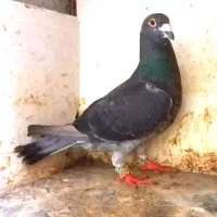 کبوتر مسافتی
