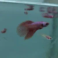 فایتر یک بند موجود شد