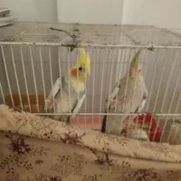 یک جفت عروس هلندی مولد همراه با جوجه