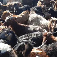 فروش تعدادی بز ندوشنی جوان و شیرا فعلاً آبستن هستن