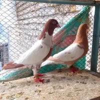 ابلغ افغونی سرخ وزرد جوجه سوسکی بزک ابلغ گل سرخ